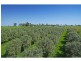 137 Knockfin Road, Luskintyre NSW 2321