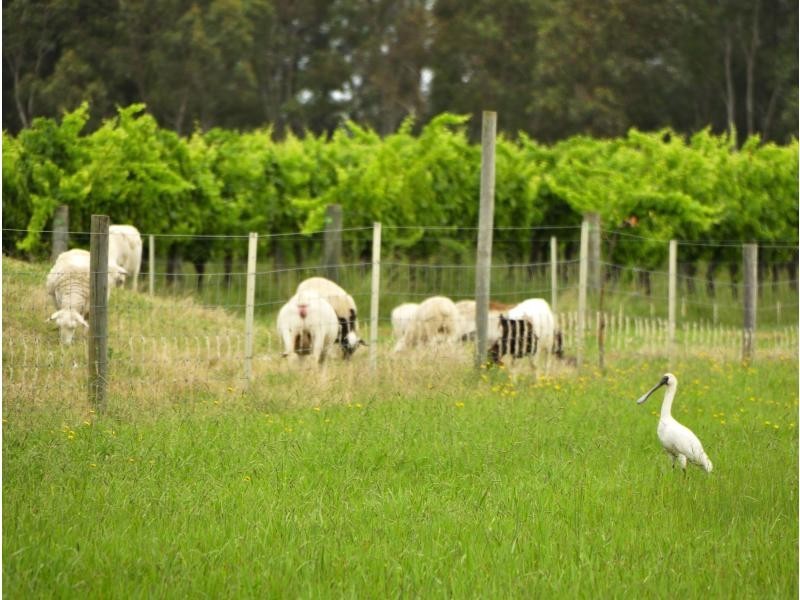 135 Fordwich Road, Broke NSW 2330