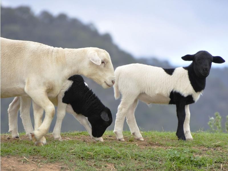 135 Fordwich Road, Broke NSW 2330