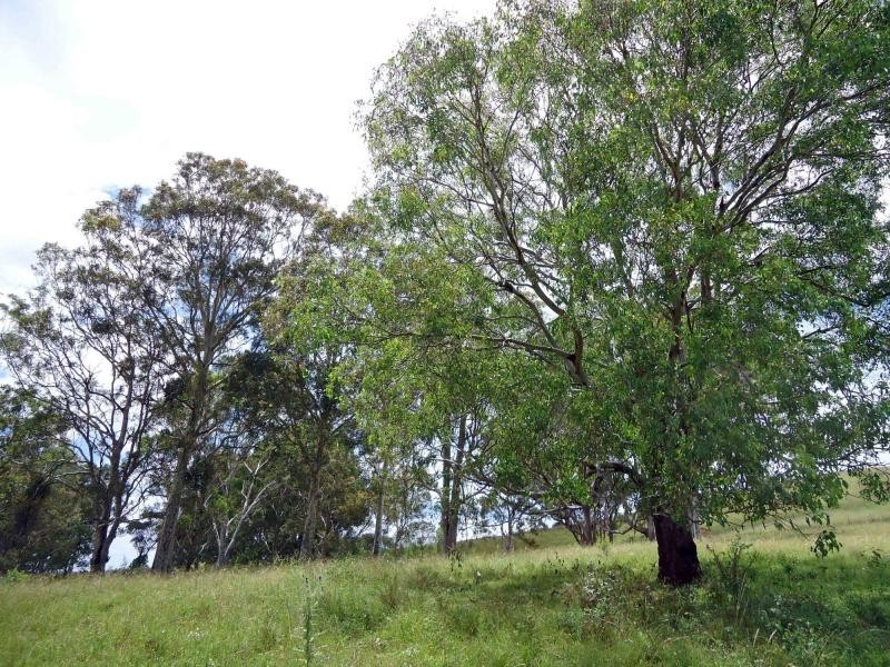 Pokolbin NSW 2320