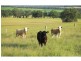 252 Deasys Road, Pokolbin NSW 2320