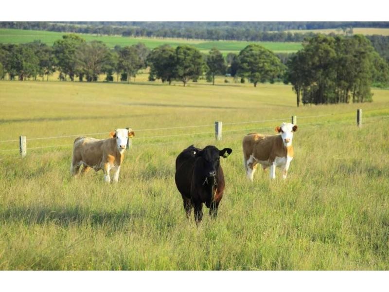 252 Deasys Road, Pokolbin NSW 2320
