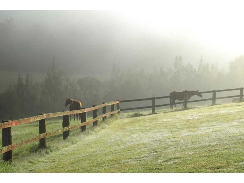 Lot 15 Wollombi Road, Cedar Creek NSW 2325