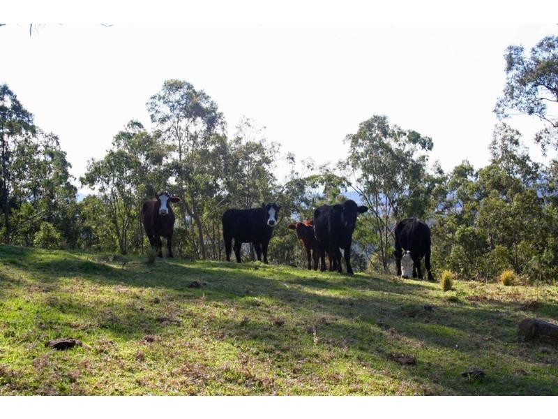 191 Eglinford Lane, Congewai NSW 2325