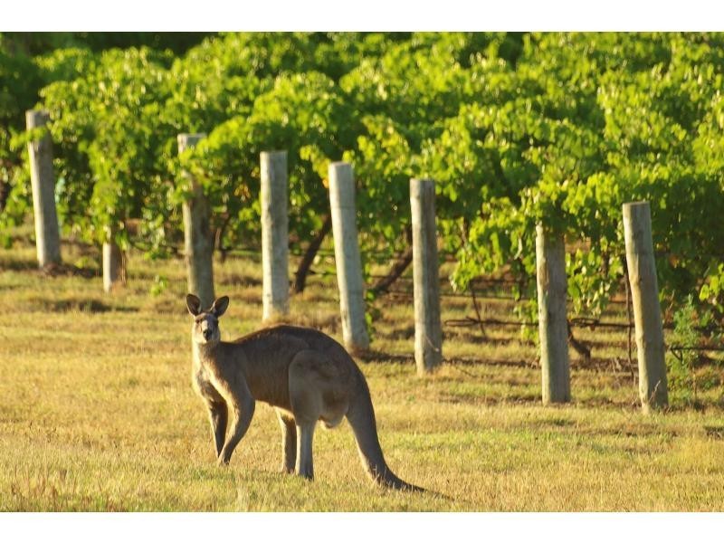 Lot 1 Mistletoe Lane, Pokolbin NSW 2320