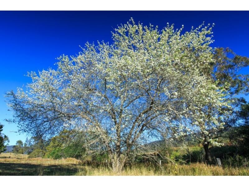 1403 Mount View Road, Mount View NSW 2325
