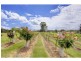 Lot 56 Kelman Estate, Pokolbin NSW 2320