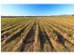Pokolbin NSW 2320