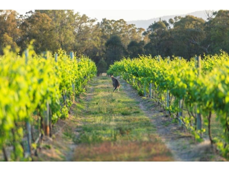 319 Deasys Road, Pokolbin NSW 2320