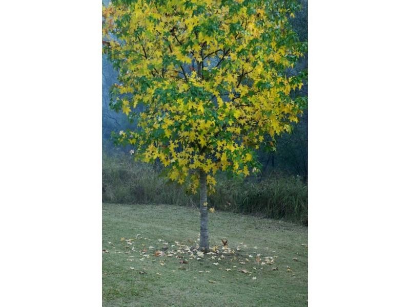 95 Murrays Run Road, Laguna NSW 2325