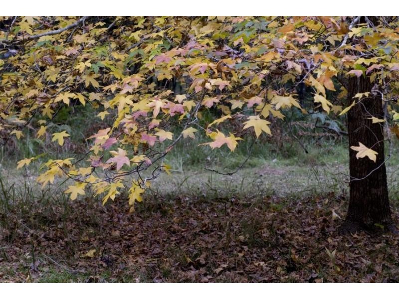 95 Murrays Run Road, Laguna NSW 2325