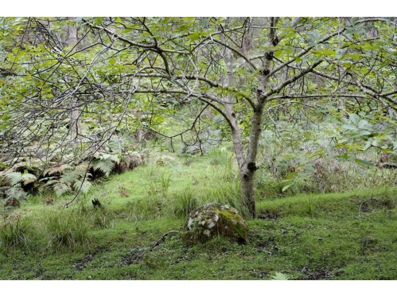 95 Murrays Run Road, Laguna NSW 2325