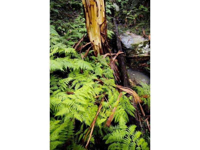 95 Murrays Run Road, Laguna NSW 2325