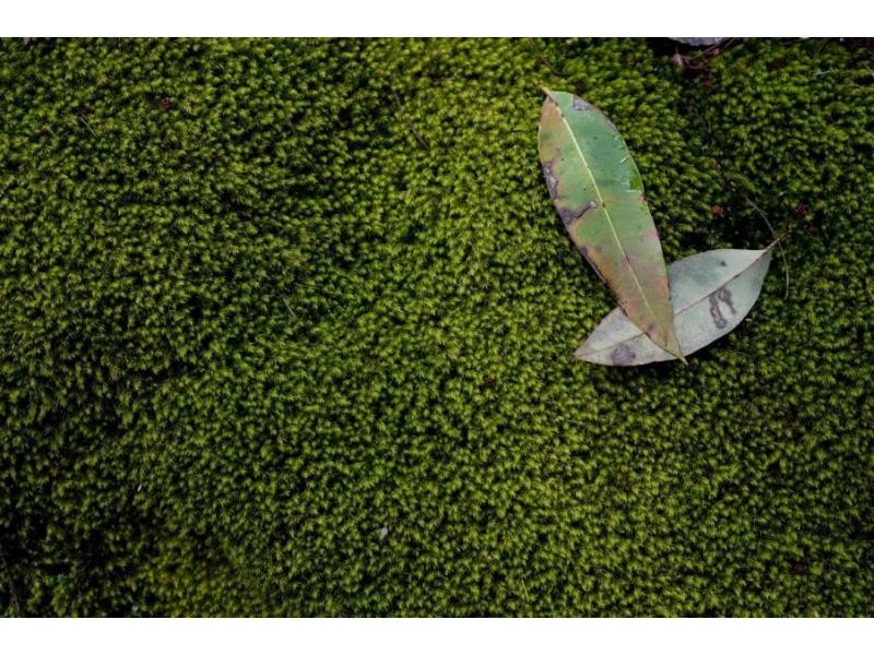 95 Murrays Run Road, Laguna NSW 2325