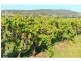 1039 McDonalds Road, Pokolbin NSW 2320
