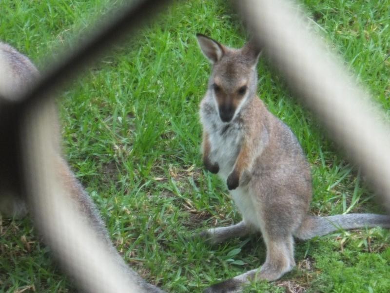 518 Leggetts Drive, Richmond Vale NSW 2323