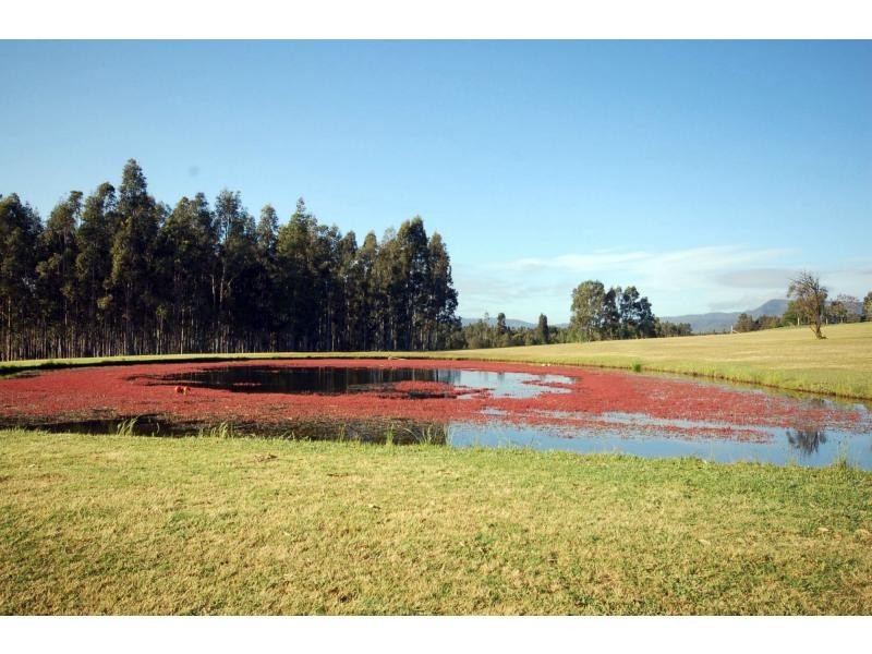 342 Deasys Road, Pokolbin NSW 2320