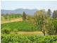 110 Old North Road, Pokolbin NSW 2320