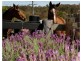 Seaham NSW 2324