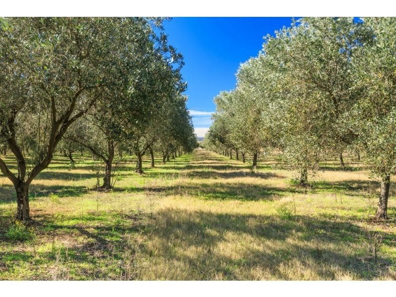 381 Milbrodale Road, Broke NSW 2330