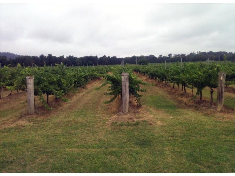 386 Wilderness Road, Lovedale NSW 2325