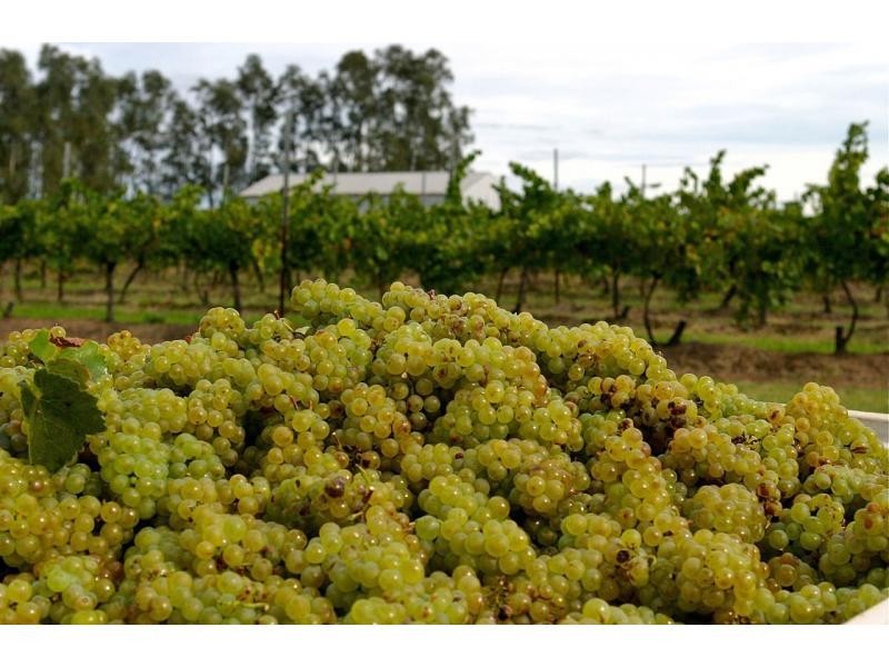 386 Wilderness Road, Lovedale NSW 2325