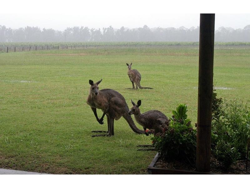 386 Wilderness Road, Lovedale NSW 2325