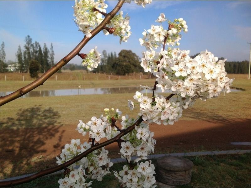 386 Wilderness Road, Lovedale NSW 2325