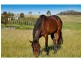 665 Luskintyre Road, Luskintyre NSW 2321