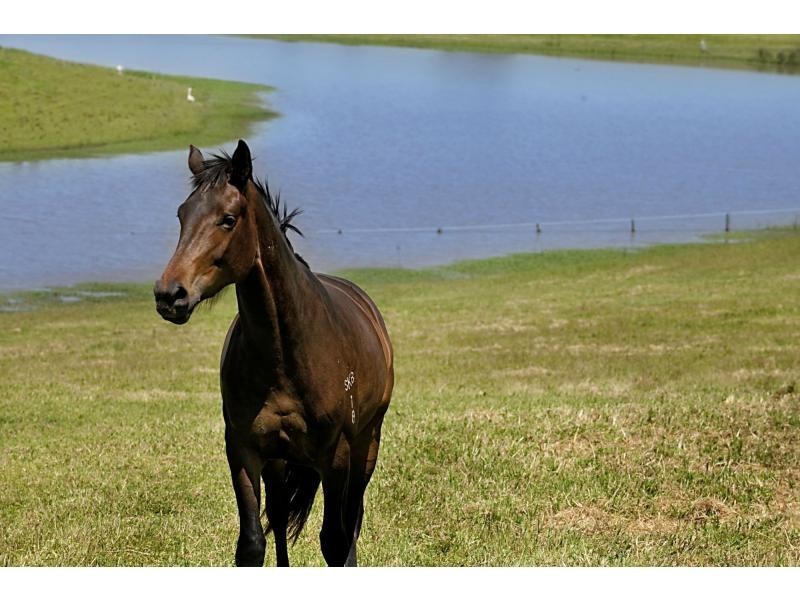 665 Luskintyre Road, Luskintyre NSW 2321