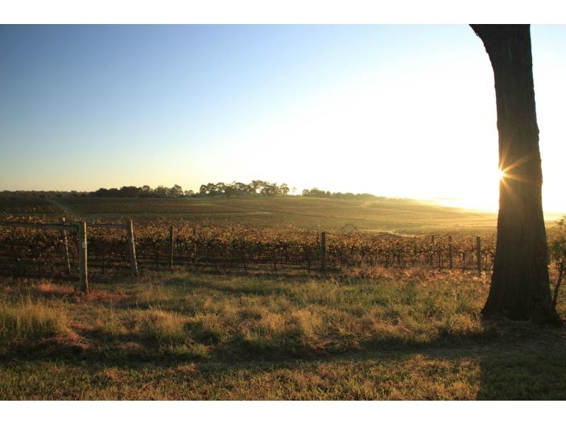PL1,2,3 & 4 Mistletoe Road, Pokolbin NSW 2320