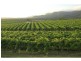 PL1,2,3 & 4 Mistletoe Road, Pokolbin NSW 2320