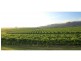 PL1,2,3 & 4 Mistletoe Road, Pokolbin NSW 2320