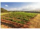 310 Oakey Creek Road, Pokolbin NSW 2320