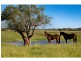 665 Luskintyre Road, Luskintyre NSW 2321