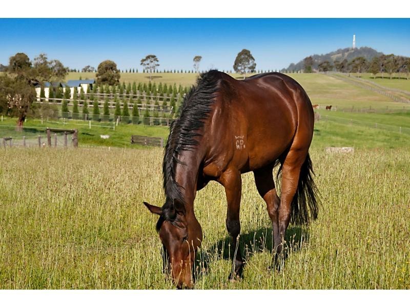 665 Luskintyre Road, Luskintyre NSW 2321