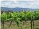 59 Palmers Lane, Pokolbin NSW 2320