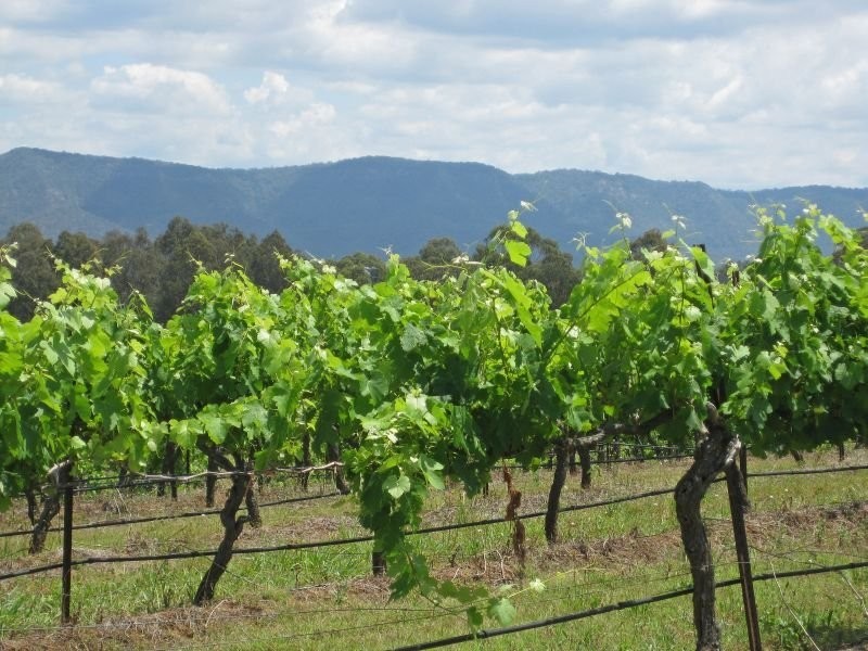 59 Palmers Lane, Pokolbin NSW 2320