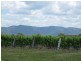 59 Palmers Lane, Pokolbin NSW 2320