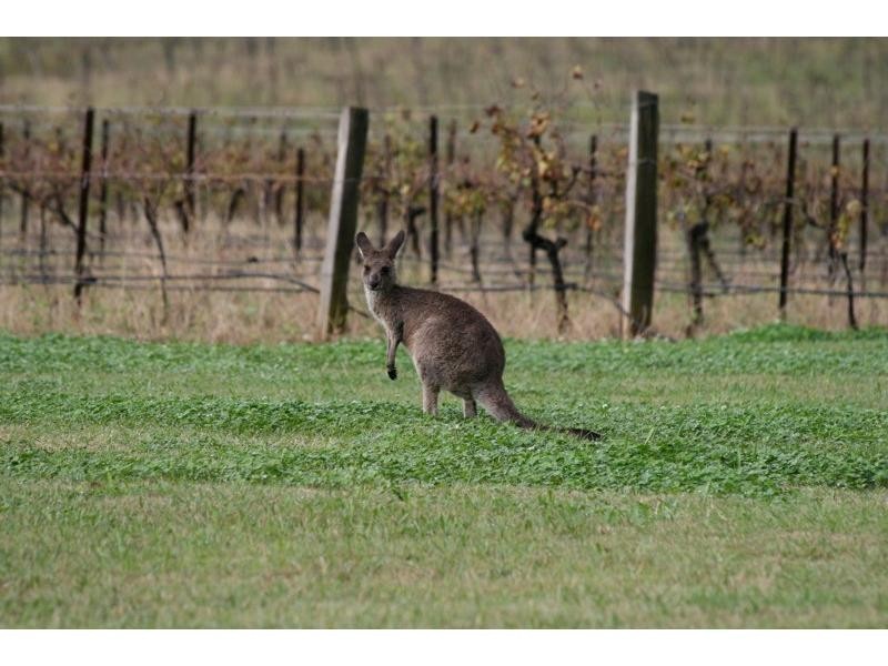 409 Palmers Lane, Pokolbin NSW 2320