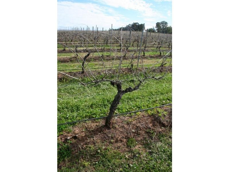 409 Palmers Lane, Pokolbin NSW 2320