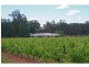 130 Gillards Road, Pokolbin NSW 2320
