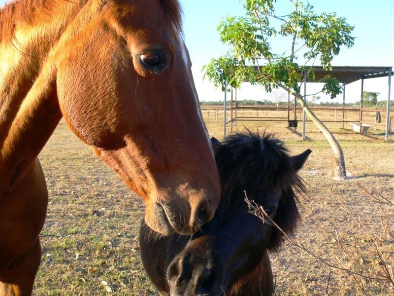 24 Blue Mountain Drive, Bluewater QLD 4818