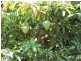 Childers QLD 4660