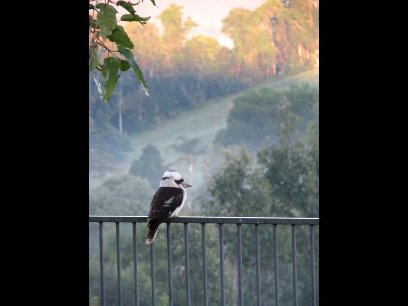 41 Booyong Place, Murwillumbah NSW 2484