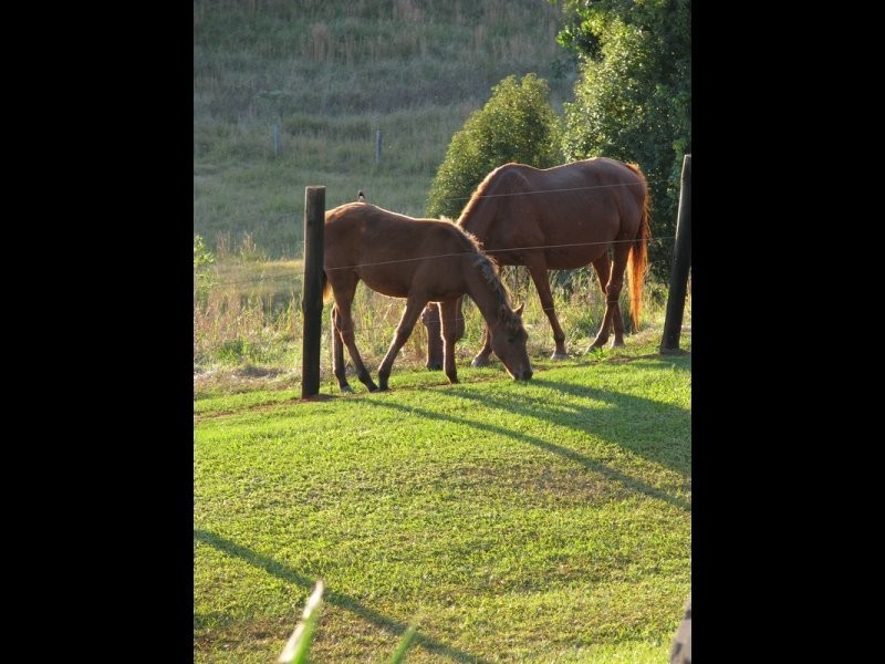 41 Booyong Place, Murwillumbah NSW 2484