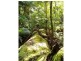 197 Tree Fern Road, Mount Warning NSW 2484