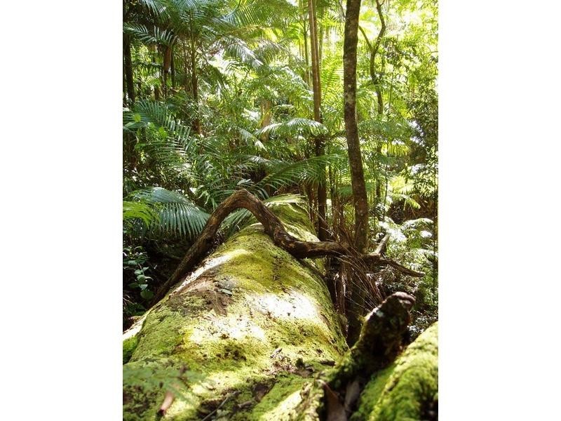 197 Tree Fern Road, Mount Warning NSW 2484