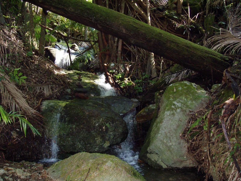 197 Tree Fern Road, Mount Warning NSW 2484