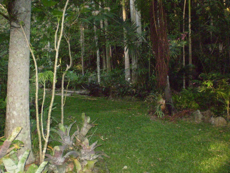 197 Tree Fern Road, Mount Warning NSW 2484